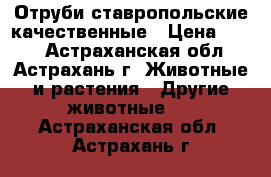 Отруби ставропольские качественные › Цена ­ 160 - Астраханская обл., Астрахань г. Животные и растения » Другие животные   . Астраханская обл.,Астрахань г.